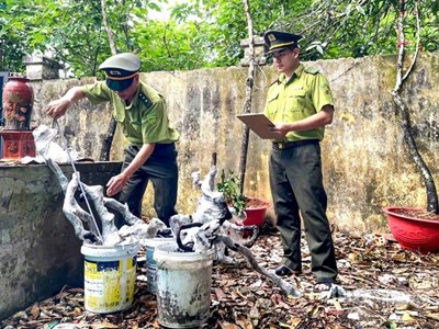 Liều mình vào rừng săn “muội hồng”, hàng chục vụ vi phạm bị xử lý