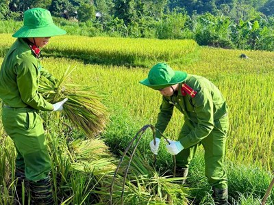 Xúc động màu áo công an xuống đồng giúp dân chạy mùa giữa nắng gắt