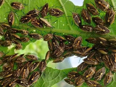 Ăn bọ xít rừng tự bắt, 6 người ở Thanh Hóa nghi ngộ độc phải nhập viện