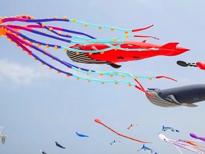 Festival Diều Sầm Sơn có gì đặc biệt trước giờ khai hội?