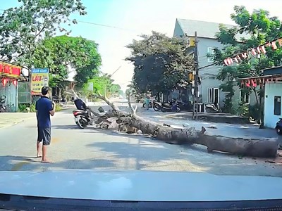 Cưa cây ven đường đổ trúng người đi xe máy tử vong