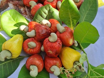 “Con đường nông sản” đưa thanh long, dưa lưới và hạt điều lên chuyến bay