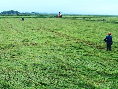 Gần 2.800ha lúa sắp thu hoạch bị đổ rạp do mưa dông kèm gió lớn