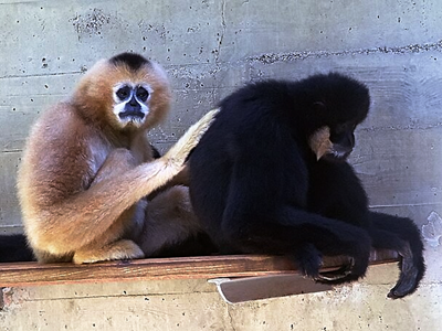 Bảo tồn loài vượn siki cực kỳ quý hiếm ở Trường Sơn