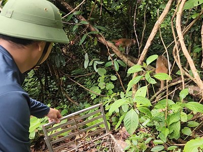 Thả 15 cá thể động vật hoang dã về môi trường tự nhiên
