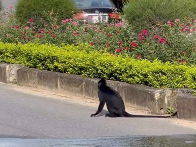 Voọc đen bất ngờ xuất hiện tấn công người đi đường