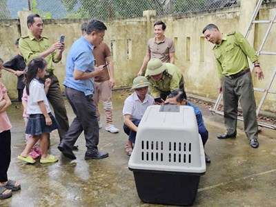 Bắt cá thể voọc đi lạc tấn công người đi đường