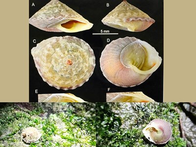 Phát hiện loài ốc mới sinh sống ở hang Sơn Đoòng