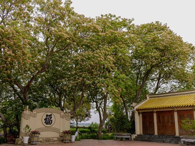 Mùa hoa bún khoe sắc bên dòng Kiến Giang