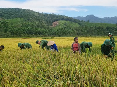 Hối hả giúp đồng bào thu hoạch lúa trước ảnh hưởng của cơn bão số 1