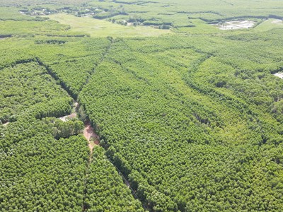 Màu xanh hồi sinh trên những đồi cát trắng