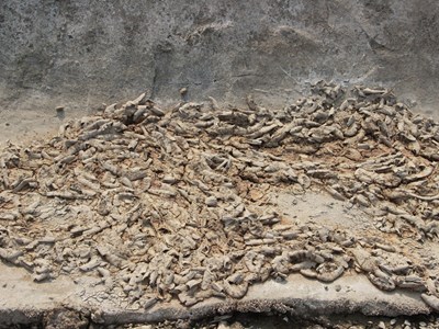 Bước đầu xác định nguyên nhân tôm chết hàng loạt