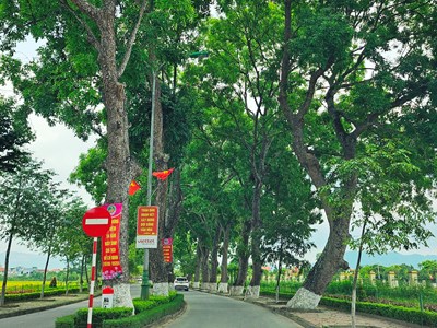 Xanh mướt hàng cây xà cừ cổ thụ trên quê hương Bác