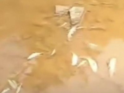 Xác định nguyên nhân khiến cá chết ở “thủ phủ khoáng sản” 
