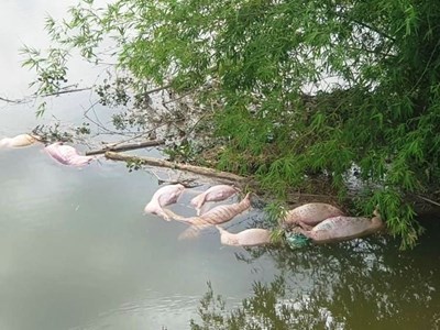 Xử phạt đối tượng vứt hàng chục con lợn chết xuống sông 