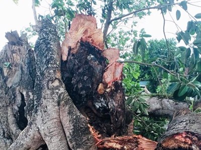 Cây đa di tích lịch sử hơn 300 tuổi bị gãy đổ