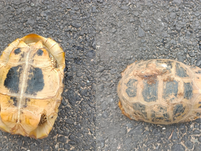 Người dân giao nộp rùa núi vàng quý hiếm