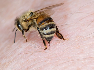 Bảy học sinh chọc tổ ong, một em bị đốt tử vong