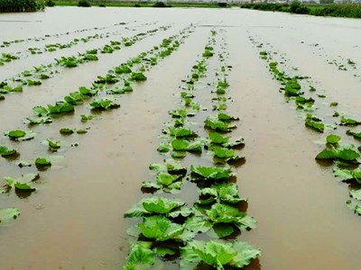 Mưa lớn gây ngập sâu, 4 con trâu bị sét đánh chết