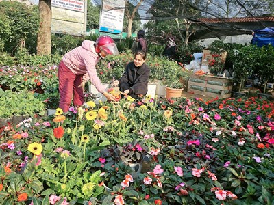 Sắc xuân tràn ngập làng hoa Nghi Ân