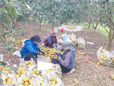 Tuổi trẻ Nghệ An chung tay “giải cứu” quýt đặc sản