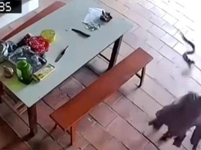 Cụ bà 96 tuổi “thoát nạn” khi cầm gậy xua đuổi rắn hổ mang