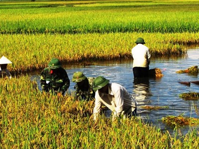 Nông dân lo mất trắng vụ mùa lúa Xuân do lép hạt