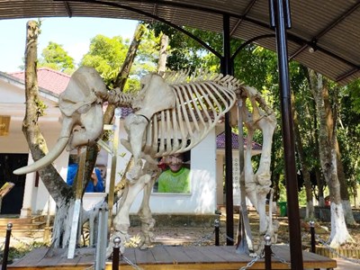 Từ tiêu bản voi rừng, lan tỏa ý thức bảo tồn thiên nhiên