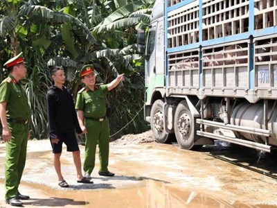 Phát hiện xe tải chở 18 tấn lợn nhiễm dịch tả châu Phi đi tiêu thụ
