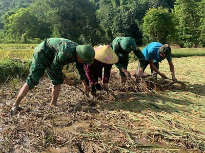Bộ đội Biên phòng giúp bà con vùng cao gặt lúa sau lũ quét