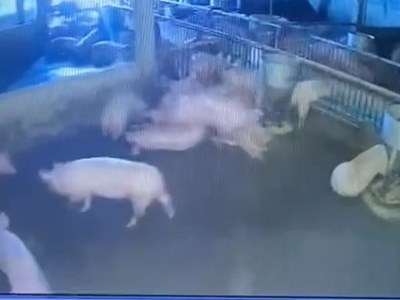 Chủ trang trại thiệt hại hàng trăm triệu đồng khi đàn lợn bị điện giật chết 