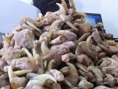 Tàng trữ xương sư tử, người đàn ông bị phạt hơn 260 triệu đồng