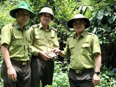 Cá thể rùa hộp trán vàng quý hiếm được thả về rừng Pù Huống