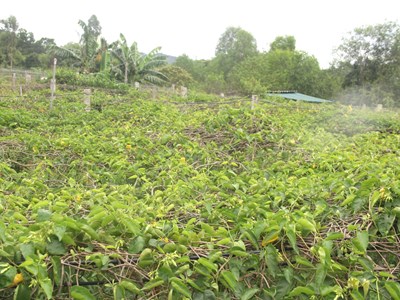 Nông dân nâng cao thu nhập từ trồng hoa thiên lý