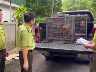 Giao nộp nhiều cá thể động vật hoang dã cho Vườn quốc gia Pù Mát