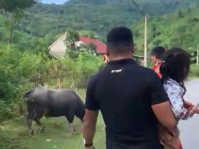 Thương tâm bé gái 4 tuổi ở Nghệ An bị trâu húc tử vong