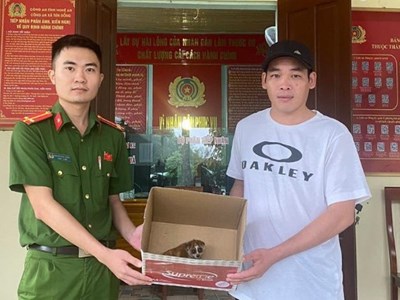 Thả về rừng cá thể cu li quý hiếm đi lạc vào nhà dân trong đêm mưa bão 