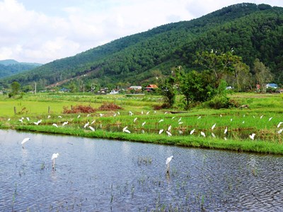 Phá “ma trận” bẫy tận diệt, bảo vệ đàn chim trời di trú