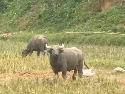 Trâu “điên” hung hãn rượt đuổi, tấn công 7 người dân