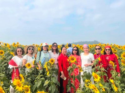 Cánh đồng hướng dương nở rộ sắc vàng “hút” khách check in 