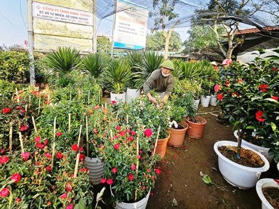 Làng hoa, cây cảnh Nghệ An tất bật, hối hả vào vụ Tết