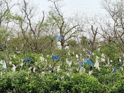 Rác thải “bủa vây” rừng bần ven sông Lam 