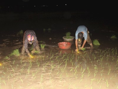 Tránh nắng nóng, nông dân Nghệ An chong đèn cấy lúa trong đêm