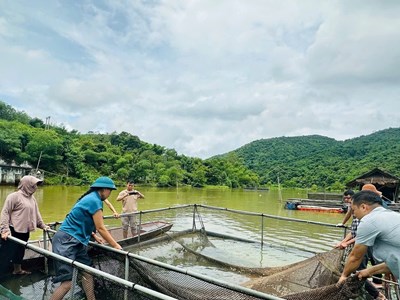 Hơn 2,7 tấn cá lồng chết bất thường trên sông Lam, người dân lo lắng