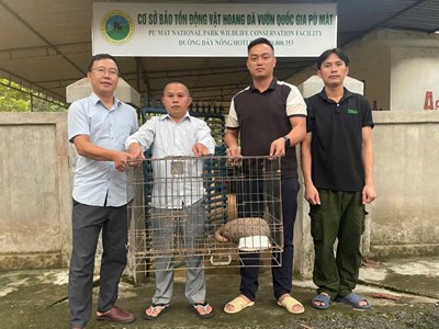 Phát hiện tê tê quý hiếm giữa đường trong khi tuần tra