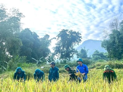 Tuổi trẻ tiếp sức giúp dân trong mùa thu hoạch lúa