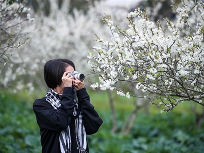 “Lạc lối” trong sắc hoa mận của cao nguyên Bắc Hà