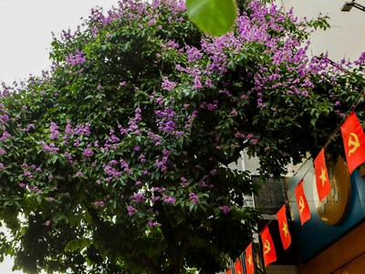 Phố phường Thủ đô rực sắc tím bằng lăng gọi hè