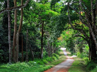 Từ ngày 25.6, phạt đến 50 triệu đồng đối với hành vi đầu tư du lịch sinh thái, nghỉ dưỡng sai phạm trong rừng đặc dụng 