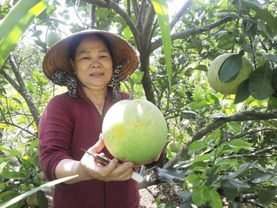 Bình Định tập trung hỗ trợ phát triển sản phẩm OCOP